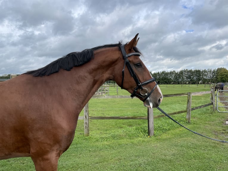 Westfaliano Castrone 3 Anni 173 cm Baio in Nottuln