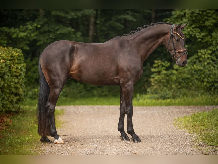 Westfaliano Castrone 3 Anni 173 cm Baio scuro in Wehringen
