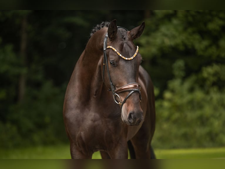 Westfaliano Castrone 3 Anni 173 cm Baio scuro in Wehringen
