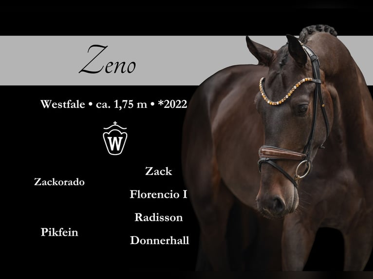 Westfaliano Castrone 3 Anni 173 cm Baio scuro in Wehringen