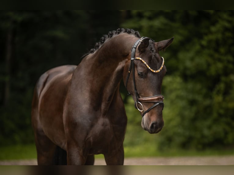 Westfaliano Castrone 3 Anni 173 cm Baio scuro in Wehringen