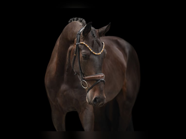 Westfaliano Castrone 3 Anni 173 cm Baio scuro in Wehringen
