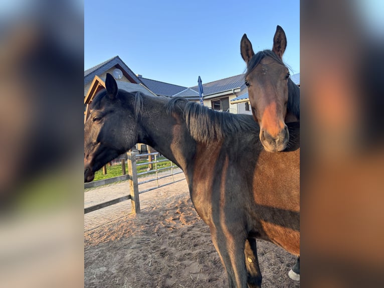 Westfaliano Castrone 3 Anni 175 cm Baio in Georgsmarienhütte