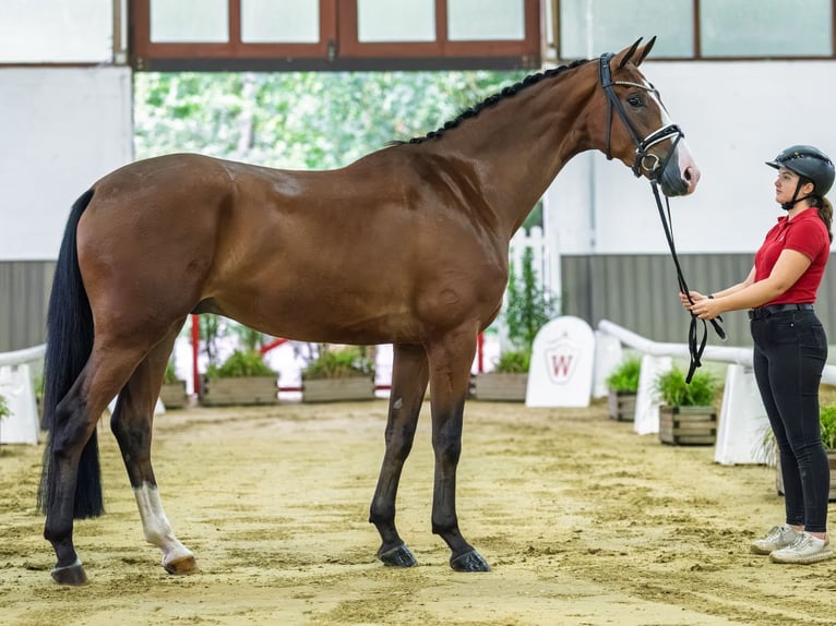 Westfaliano Castrone 3 Anni 175 cm Baio in Mnster-Handorf