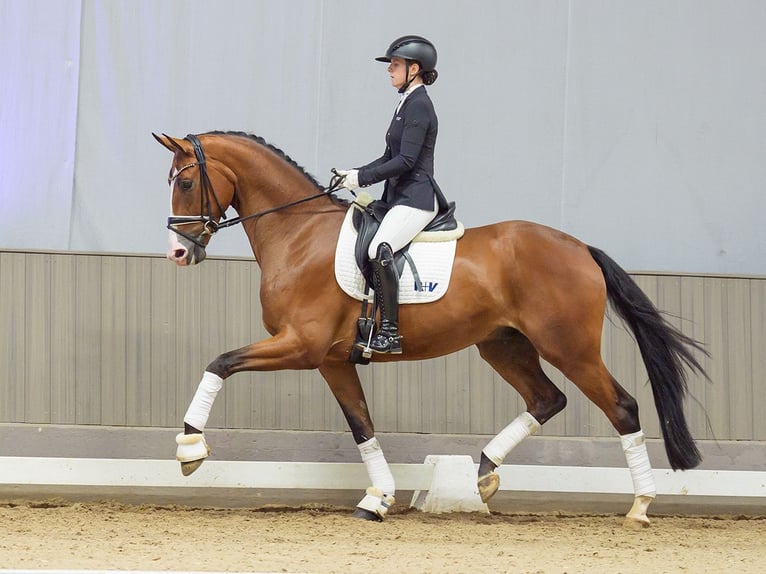 Westfaliano Castrone 3 Anni 175 cm Baio in Mnster-Handorf