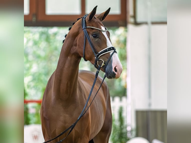 Westfaliano Castrone 3 Anni 175 cm Baio in Mnster-Handorf
