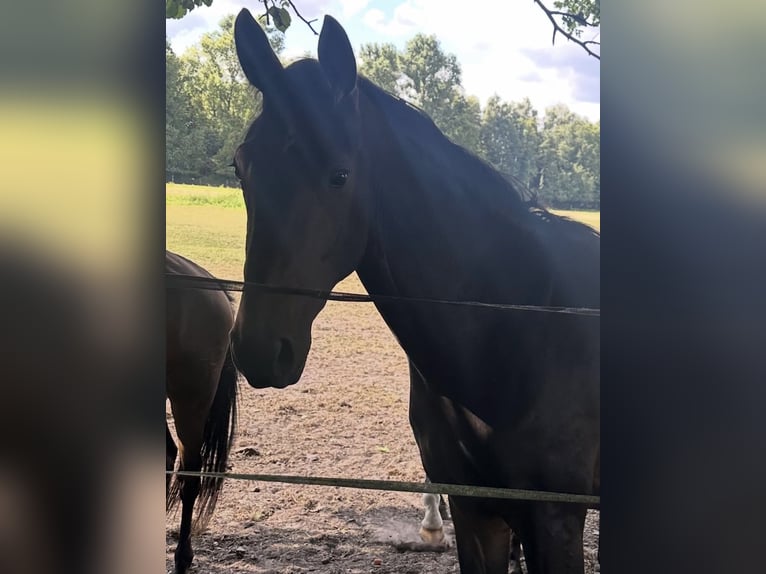 Westfaliano Castrone 3 Anni 175 cm Baio scuro in Greven