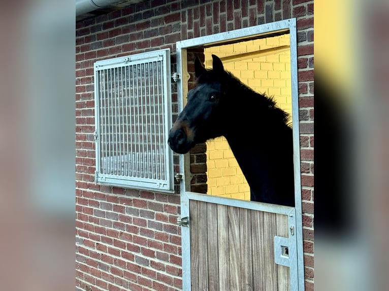 Westfaliano Castrone 3 Anni 177 cm Baio nero in Sankt Augustin