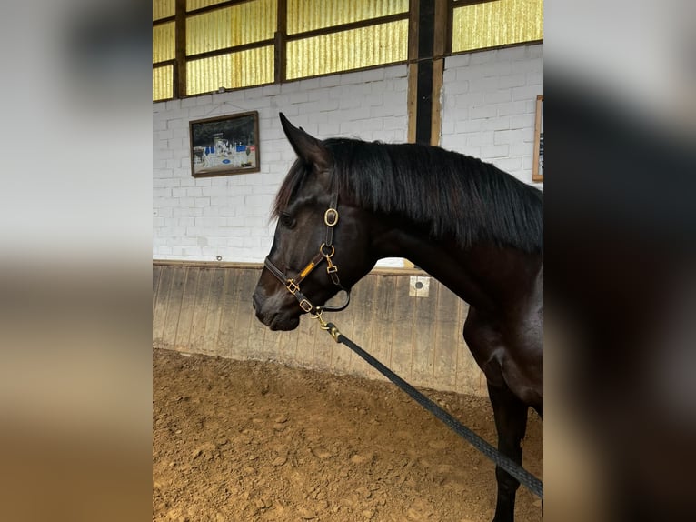Westfaliano Castrone 3 Anni 178 cm Morello in Viersen