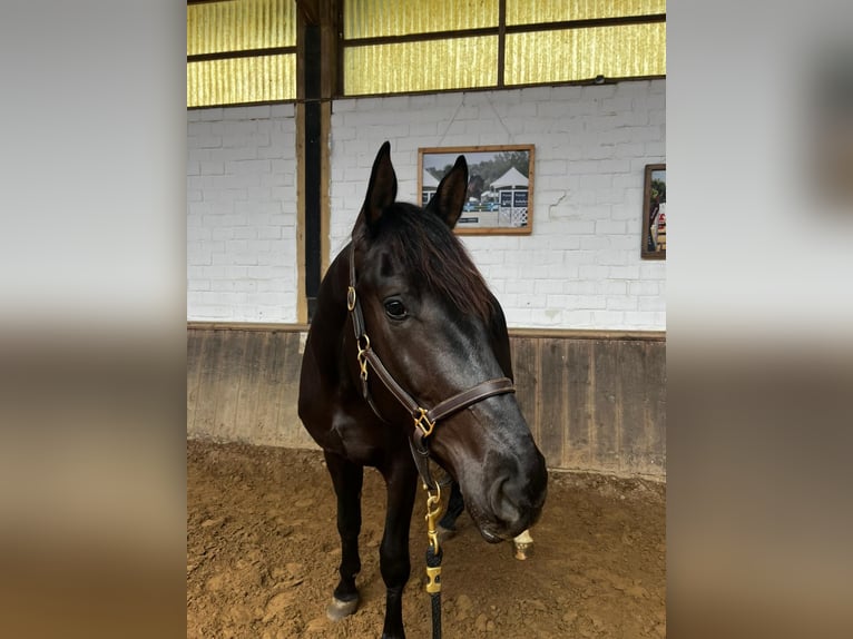 Westfaliano Castrone 3 Anni 178 cm Morello in Viersen