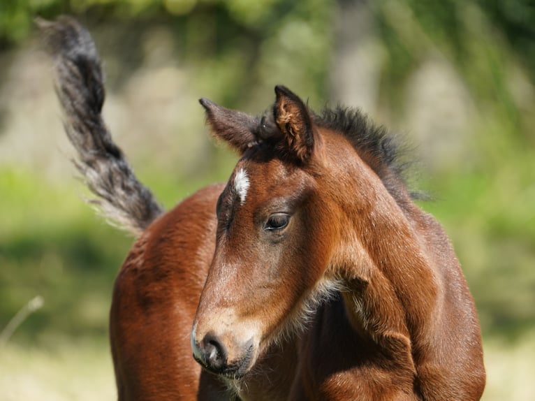 Westfaliano Castrone 3 Anni Baio scuro in Hamm