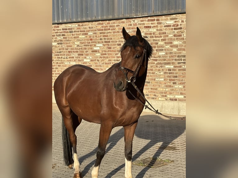 Westfaliano Castrone 4 Anni 154 cm Baio in Grevenbroich