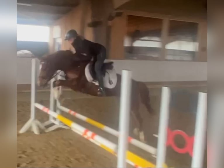 Westfaliano Castrone 4 Anni 154 cm Sauro in Bergisch Gladbach