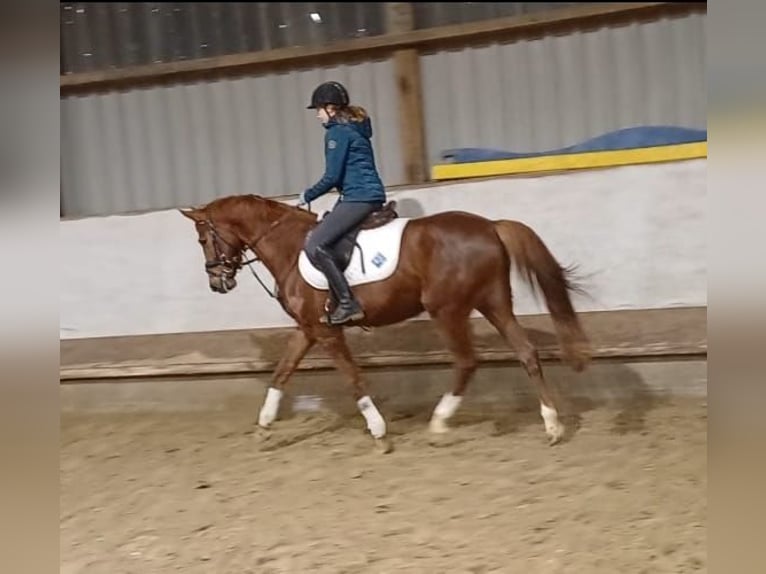 Westfaliano Castrone 4 Anni 154 cm Sauro in Bergisch Gladbach