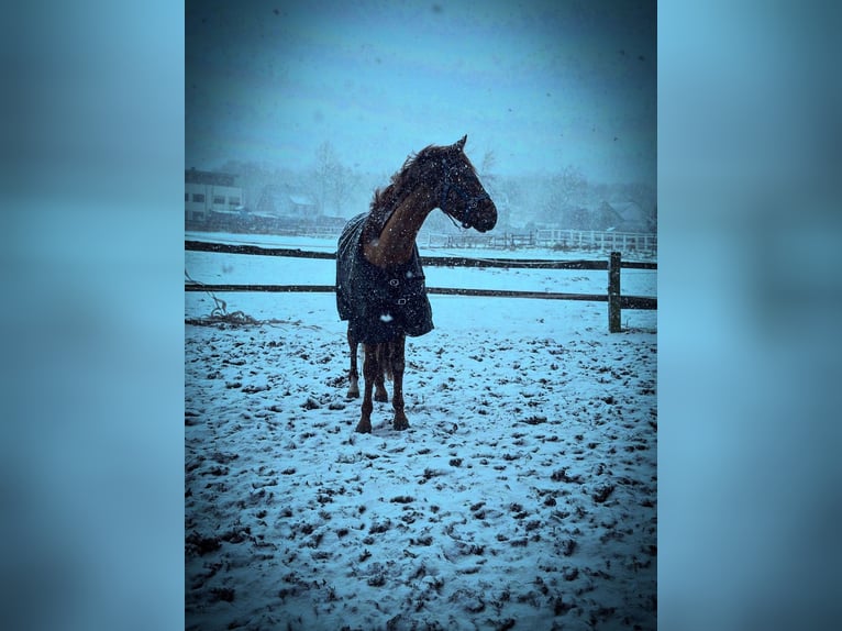 Westfaliano Castrone 4 Anni 155 cm Sauro in Herten