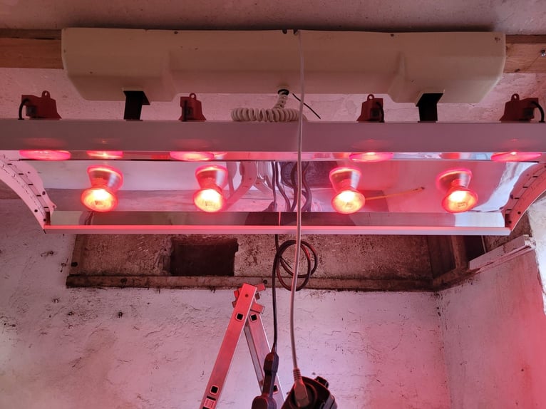 Westfaliano Castrone 4 Anni 155 cm Sauro in Herten