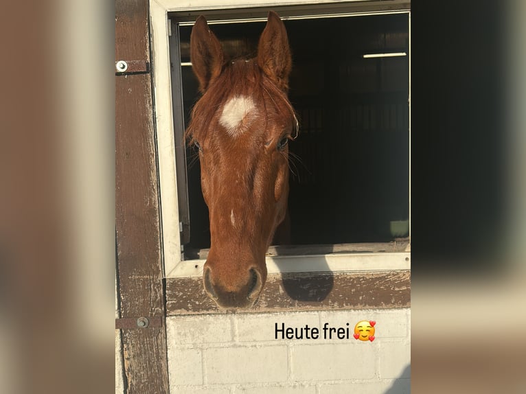 Westfaliano Castrone 4 Anni 155 cm Sauro in Herten