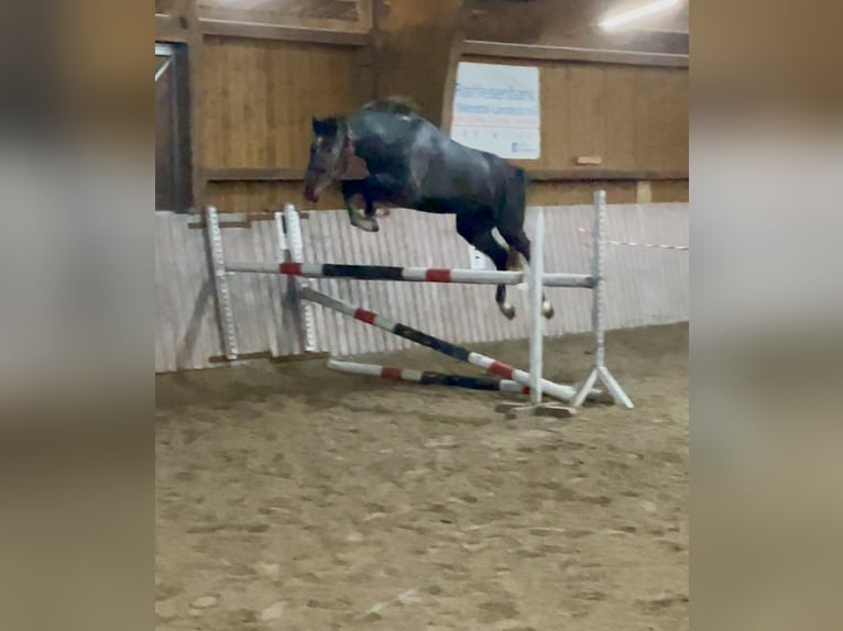 Westfaliano Castrone 4 Anni 158 cm Grigio in Schenklengsfeld