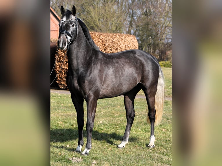 Westfaliano Castrone 4 Anni 159 cm Grigio ferro in Rehburg-Loccum M&#xFC;nchehagen