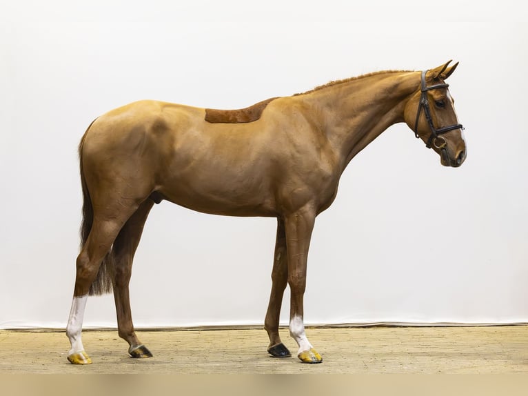 Westfaliano Castrone 4 Anni 160 cm  in Waddinxveen