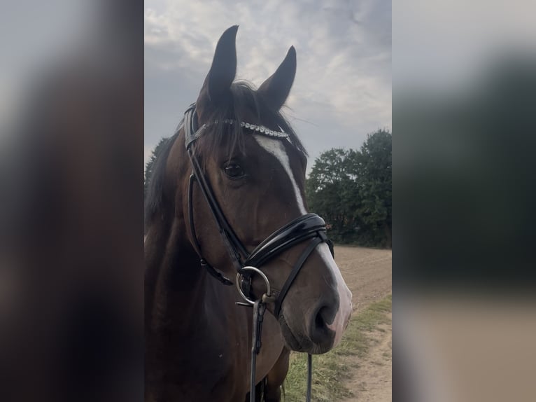 Westfaliano Castrone 4 Anni 161 cm Baio scuro in Hasbergen