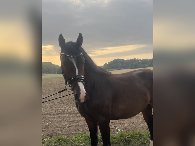 Westfaliano Castrone 4 Anni 161 cm Baio scuro in Hasbergen