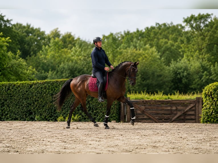 Westfaliano Castrone 4 Anni 162 cm Baio scuro in Yonne