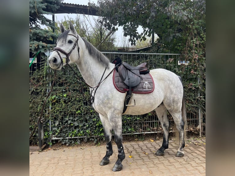 Westfaliano Castrone 4 Anni 162 cm Grigio pezzato in Nieder-Olm