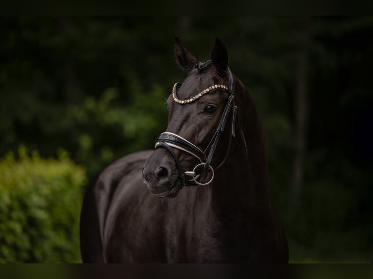 Westfaliano Castrone 4 Anni 162 cm Morello in Wehringen