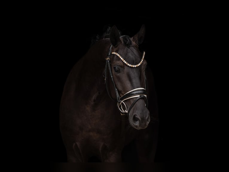 Westfaliano Castrone 4 Anni 162 cm Morello in Wehringen