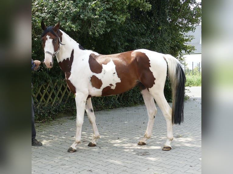 Westfaliano Castrone 4 Anni 162 cm Pezzato in Borgentreich