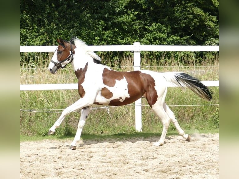 Westfaliano Castrone 4 Anni 162 cm Pezzato in Borgentreich