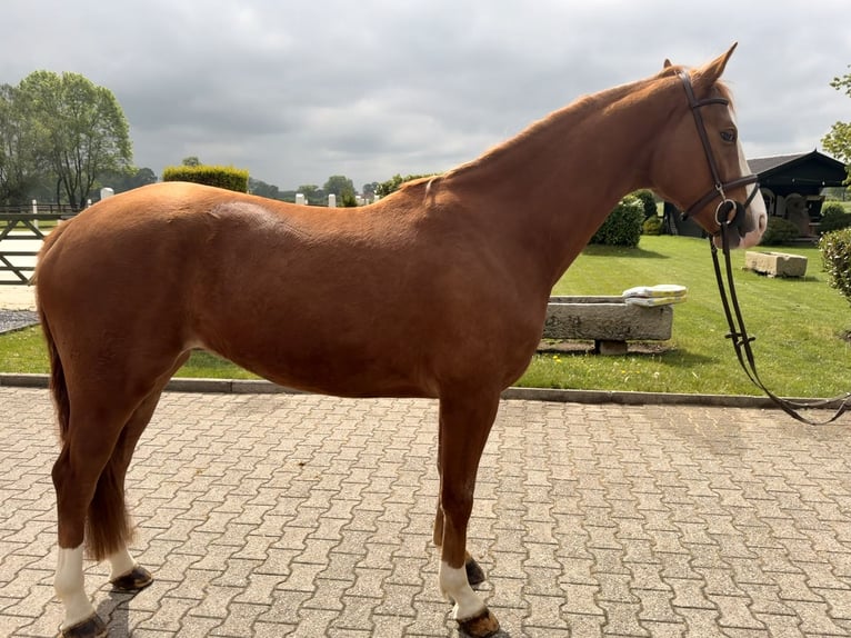 Westfaliano Castrone 4 Anni 162 cm Sauro in Nordwalde