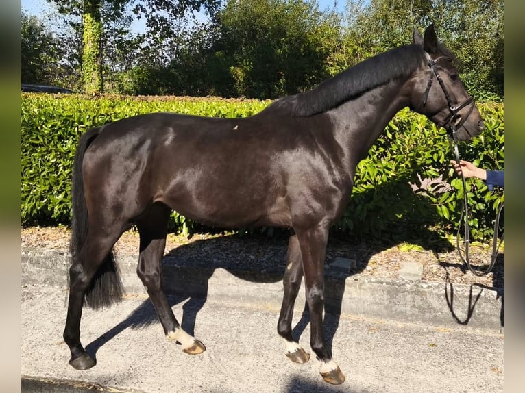 Westfaliano Castrone 4 Anni 163 cm Baio in Legden