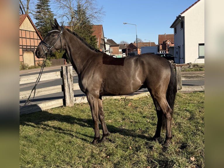 Westfaliano Castrone 4 Anni 163 cm Baio nero in Garbsen