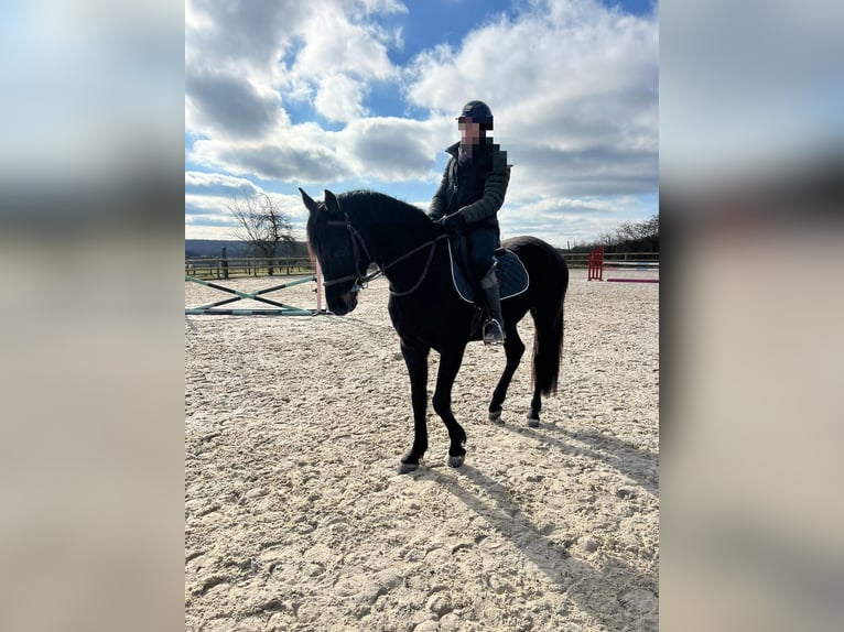 Westfaliano Castrone 4 Anni 163 cm Baio nero in Weiskirchen
