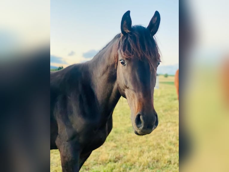 Westfaliano Castrone 4 Anni 163 cm Baio nero in Weiskirchen