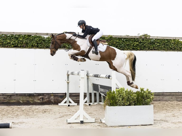 Westfaliano Castrone 4 Anni 163 cm  in Waddinxveen