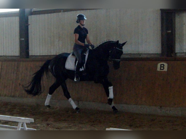 Westfaliano Castrone 4 Anni 163 cm Morello in Iserlohn