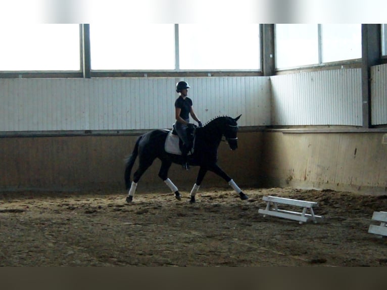 Westfaliano Castrone 4 Anni 163 cm Morello in Iserlohn