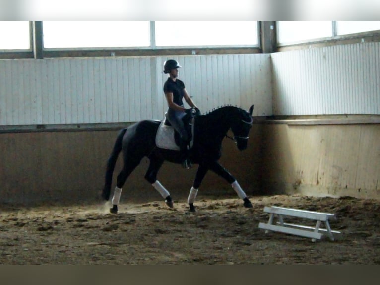 Westfaliano Castrone 4 Anni 163 cm Morello in Iserlohn