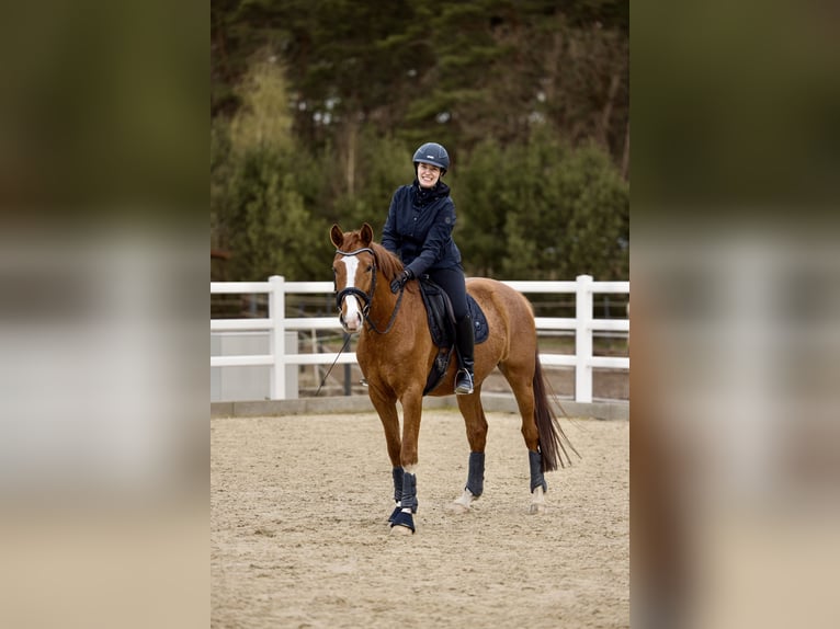 Westfaliano Castrone 4 Anni 163 cm Sauro in Nienhagen