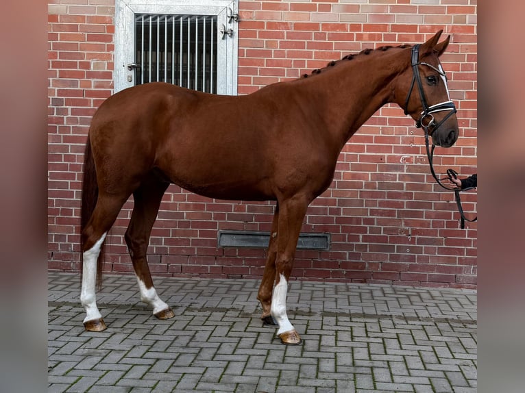 Westfaliano Castrone 4 Anni 163 cm Sauro in Münster