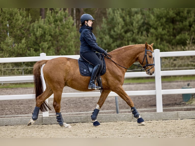 Westfaliano Castrone 4 Anni 163 cm Sauro in Nienhagen