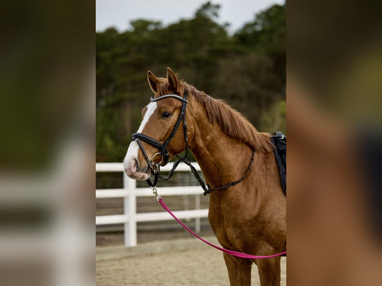 Westfaliano Castrone 4 Anni 163 cm Sauro in Nienhagen