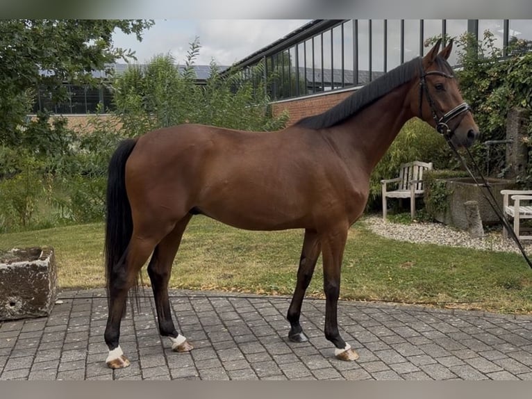 Westfaliano Castrone 4 Anni 165 cm Baio in Altenberge