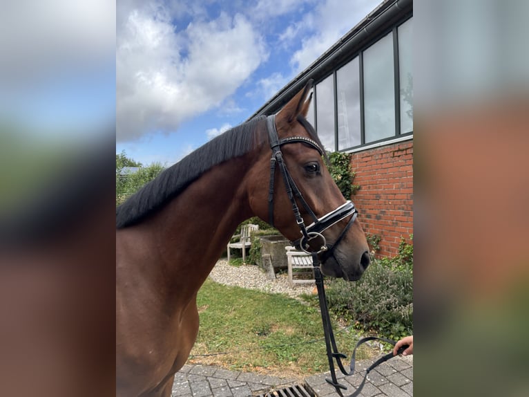 Westfaliano Castrone 4 Anni 165 cm Baio in Altenberge