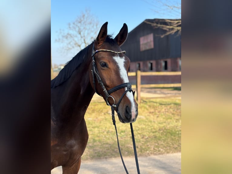 Westfaliano Castrone 4 Anni 165 cm Baio in Saerbeck