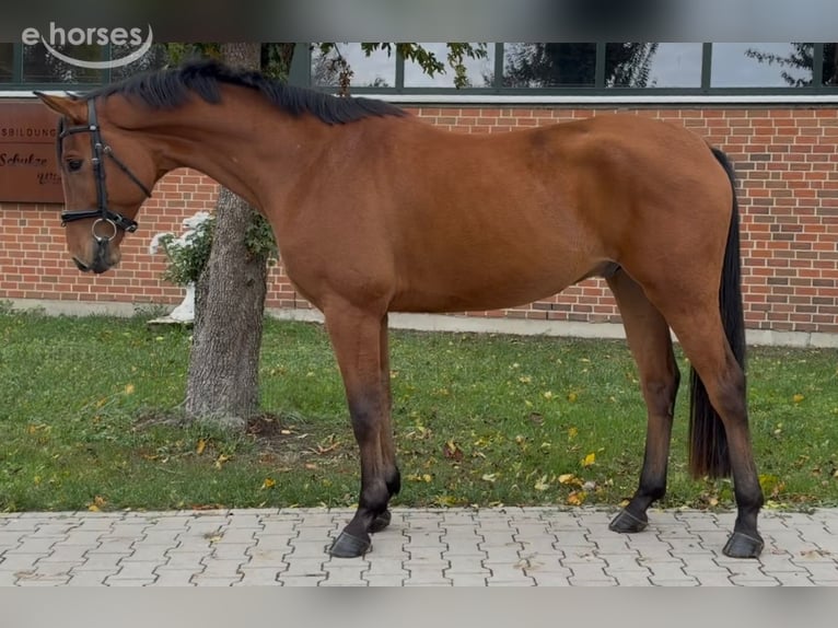 Westfaliano Castrone 4 Anni 165 cm Baio in Altenberge