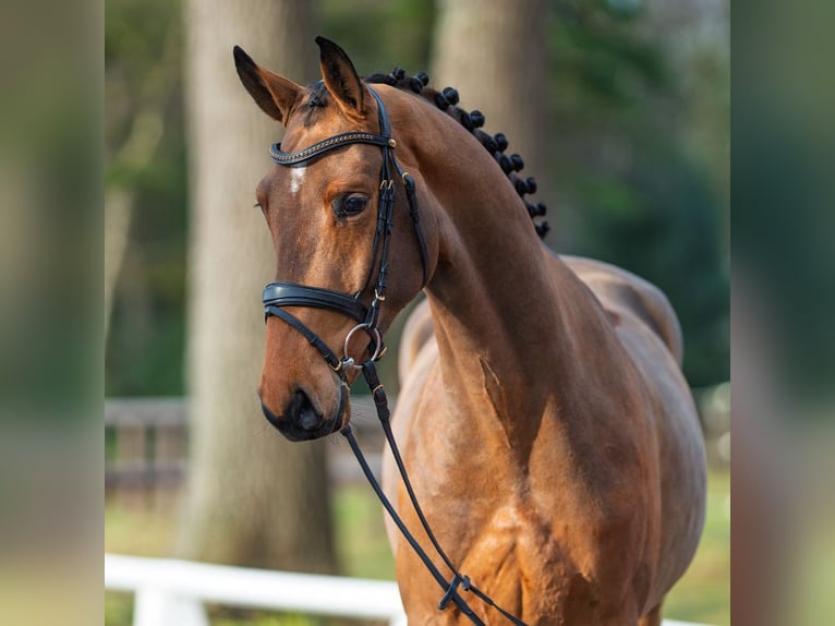 Westfaliano Castrone 4 Anni 165 cm Baio in Münster-Handorf